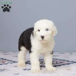 Cheyenne, Old English Sheepdog Puppy